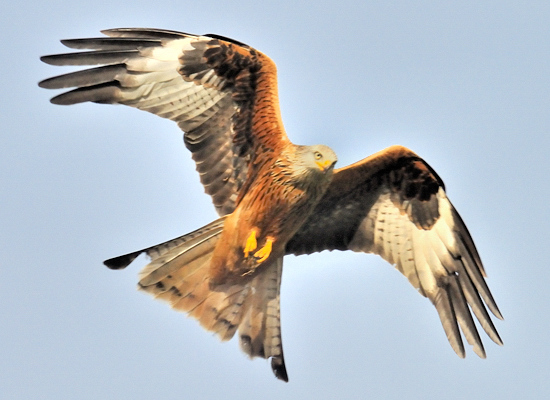 Red Kite