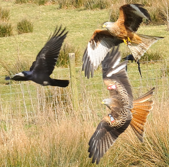 Red Kites on Photographers Resource