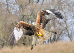 Red Kite taken at Gigrin Farm, Powys