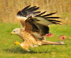 Red Kite