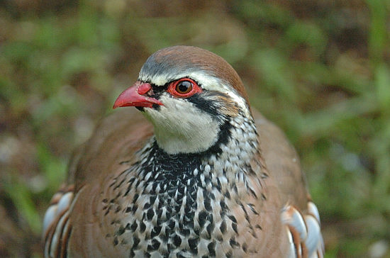 Red-Legged Partridge