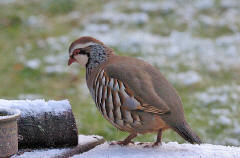 Red-Legged Partridge