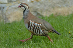 Red-Legged Partridge