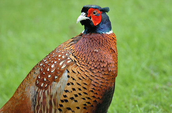 Pheasant - Male