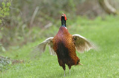 Common Pheasant crowing