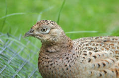 Pheasant - Female