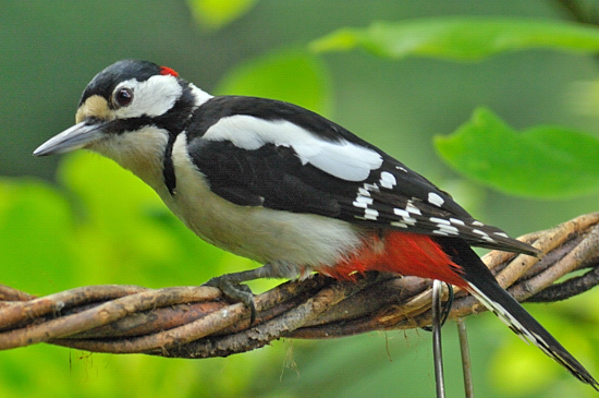 Great Spotted Woodpecker - Male