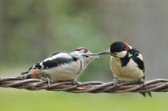 Great Spotted Woodpecker - feeding young