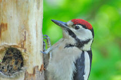 Great Spotted Woodpecker - Juvenile
